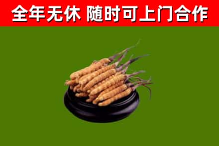 南康回收冬虫夏草