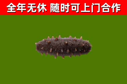 南康回收海参干